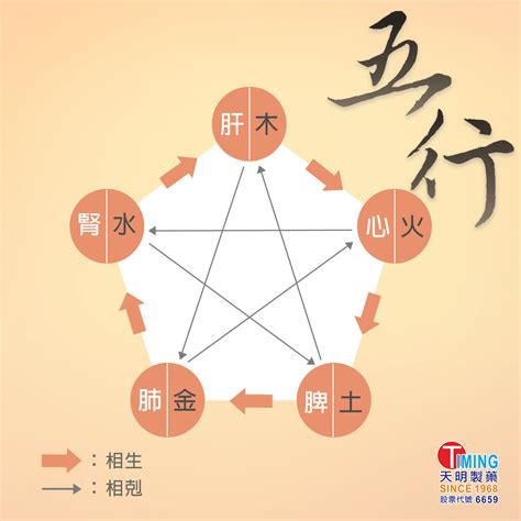 五臟對應五行|中醫知識 